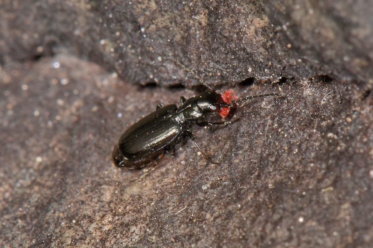 Carabidae: Apristus europaeus: il 